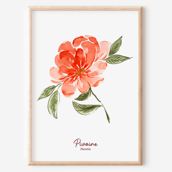 affiche pivoine fleur